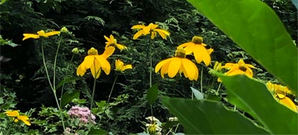 Massachusetts native flowers