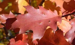 red oak leaf